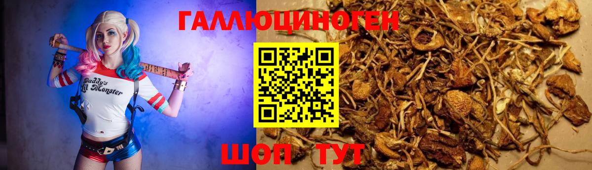 Сибай  Галлюциногенные грибы Psilocybine cubensis  Вход с VPN  Галлюциногенные грибы Psilocybine cubensis 